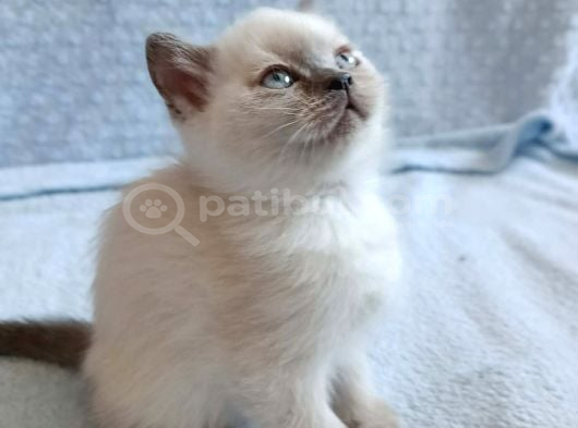 British Ve Scottish Fold Yavrularımız Yeni Yuvaletıba Gitmey