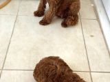 Toy Poodle Yavru