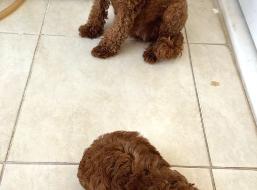Toy Poodle Yavru görsel