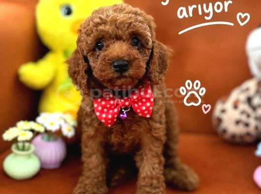 Toy Poodle Yavru