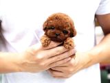 Toy Poodle Sahiplendirme  Sağlık Garantili  724 Destek