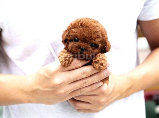 Toy Poodle Sahiplendirme  Sağlık Garantili  724 Destek görsel
