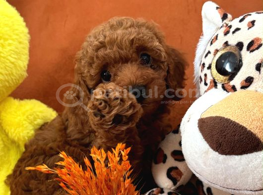 Toy Poodle Yavru görsel
