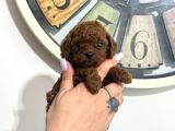 TOY POODLE YAVRULARI  DİŞİ ERKEK