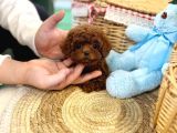 Özel Toy Poodle Yavruları  Veteriner Kontrollü  Güvenli Te