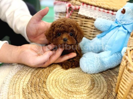 Özel Toy Poodle Yavruları  Veteriner Kontrollü  Güvenli Te görsel
