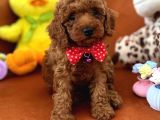 Toy Poodle Yavru