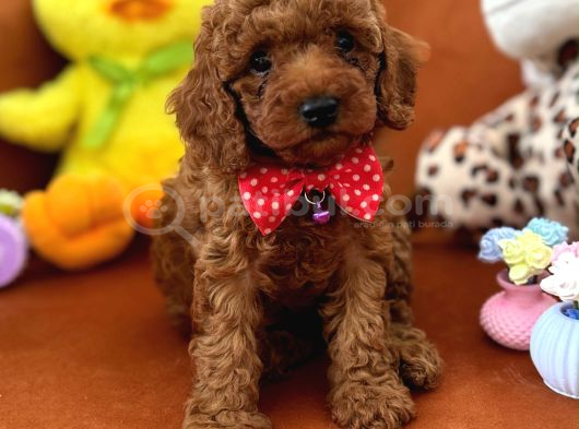 Toy Poodle Yavru görsel