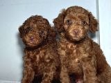 En Özel Renk Red Brown Toy Poodle Yavrularimiz