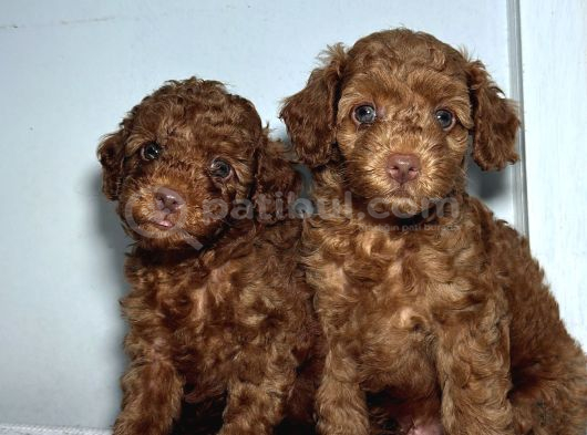 En Özel Renk Red Brown Toy Poodle Yavrularimiz görsel