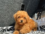 EV ÜRETİMİ POODLE YAVRULARIMIZ ÖMÜRLÜK YUVASINI ARIYOR