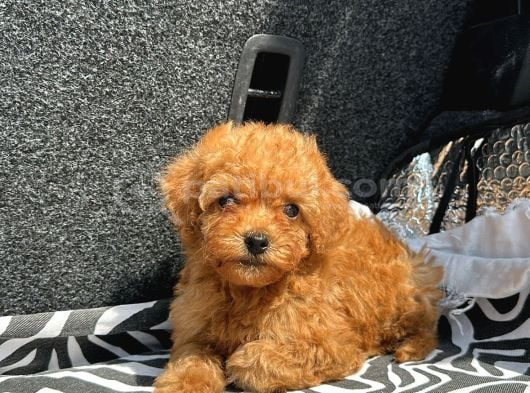 Ev Üreti̇mi̇ Poodle Yavrularimiz Ömürlük Yuvasini Ariyor