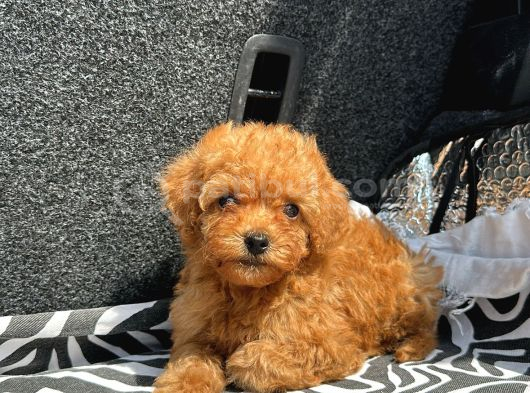 Ev Üreti̇mi̇ Poodle Yavrularimiz Ömürlük Yuvasini Ariyor görsel