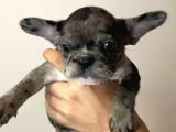 French Bulldog Merle Yavrular