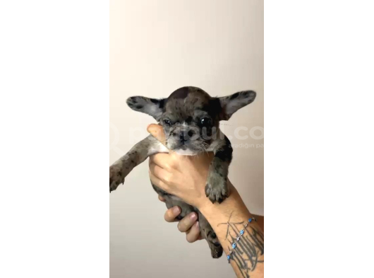 French Bulldog Merle Yavrular görsel