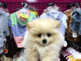 IRK GARANTİLİ POMERANİAN BOO YAVRULARIMIZ