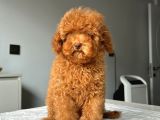 Ev Doğumlu Orji̇nal Toy Poodle Yavrumuz