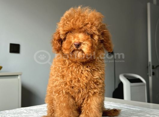 Ev Doğumlu Orji̇nal Toy Poodle Yavrumuz görsel