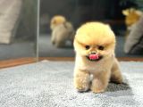 Özel Pomeranian Yavrularımız  Irk  Sağlık Garantili