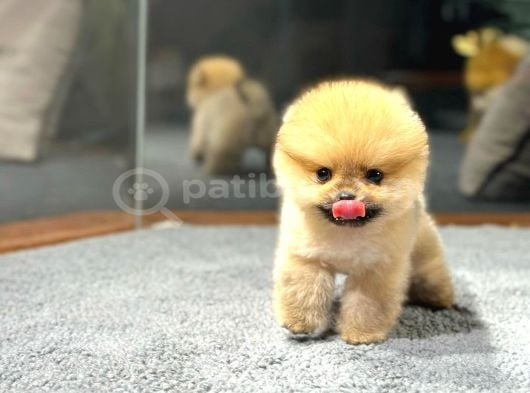 Özel Pomeranian Yavrularımız  Irk  Sağlık Garantili