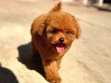 Özel Toy Poodle Yavrular  Irk  Sağlık Garantili Teslim