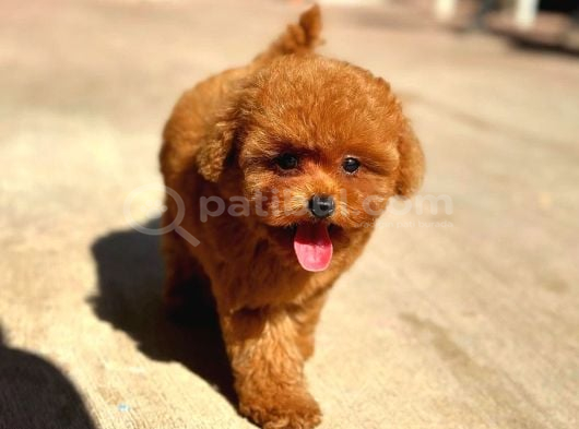 Özel Toy Poodle Yavrular  Irk  Sağlık Garantili Teslim