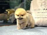 Özel Pomeranian Yavrularımız  Irk  Sağlık Garantili