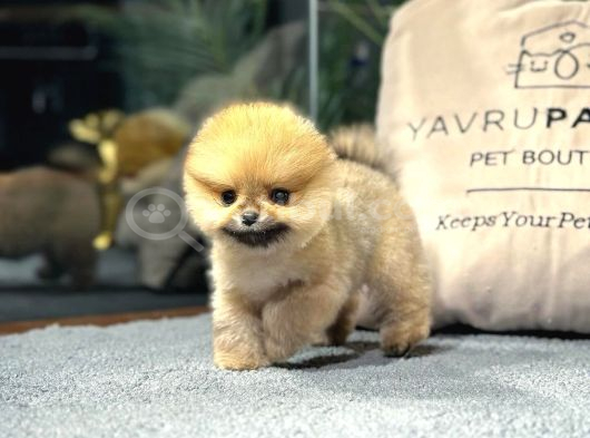 Özel Pomeranian Yavrularımız  Irk  Sağlık Garantili görsel