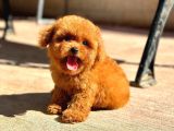 Özel Toy Poodle Yavrular  Irk  Sağlık Garantili Teslim