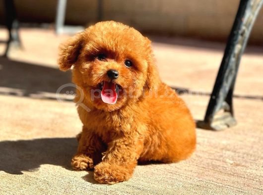 Özel Toy Poodle Yavrular  Irk  Sağlık Garantili Teslim görsel