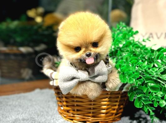 Özel Pomeranian Yavrularımız  Irk  Sağlık Garantili görsel