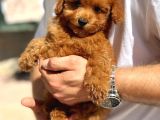 Özel Toy Poodle Yavrular  Irk  Sağlık Garantili Teslim