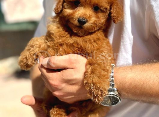 Özel Toy Poodle Yavrular  Irk  Sağlık Garantili Teslim görsel