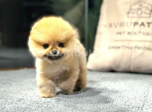 Özel Pomeranian Yavrularımız  Irk  Sağlık Garantili görsel