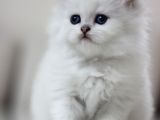 British Longhair