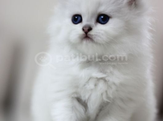 British Longhair görsel