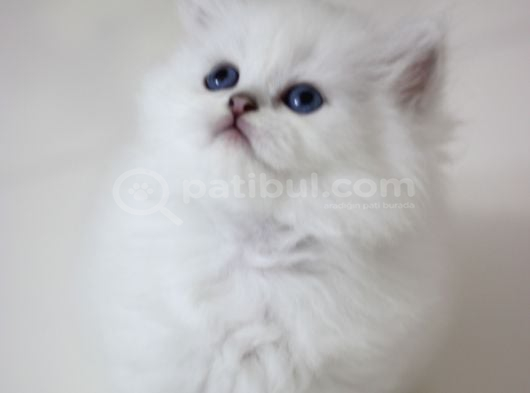 British Longhair görsel