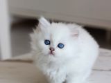 British Longhair