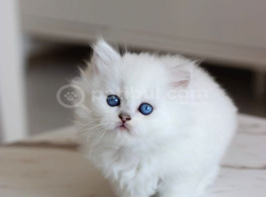 British Longhair görsel