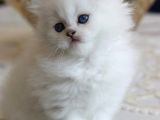 British Longhair