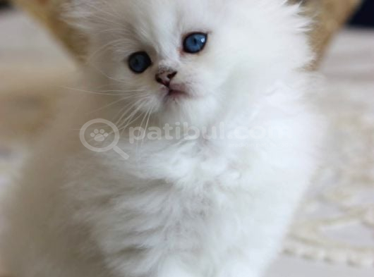 British longhair