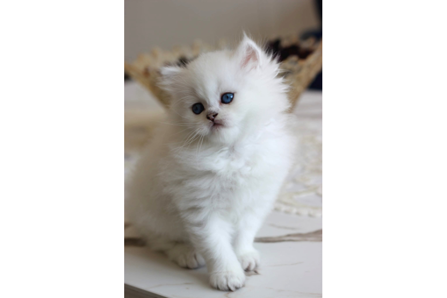 British Longhair