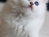 British Longhair