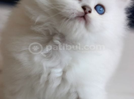 British Longhair görsel