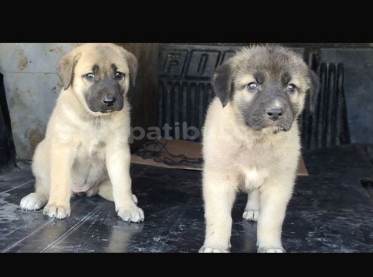 Orjinal Has Kangal Yavruları görsel