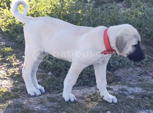 Orjinal Has Kangal Yavruları görsel