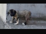 Orjinal Has Kangal Yavruları