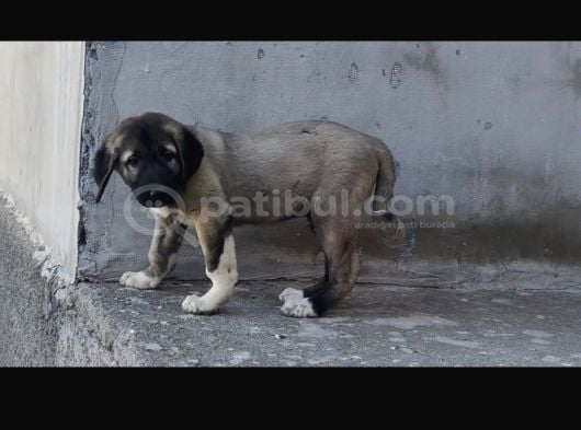 Orjinal Has Kangal Yavruları görsel