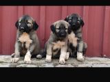 Orjinal has kangal yavruları