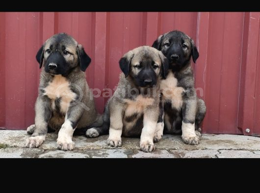 Orjinal Has Kangal Yavruları